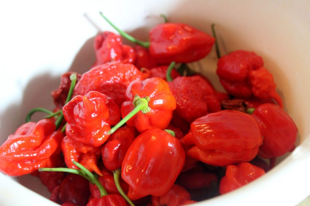 Sriracha aus red Habanero, Bhut Jolokia, Carolina Reaper alter Verwalter glatzkoch.de Sriracha aus red Habanero, Bhut Jolokia, Carolina Reaper alter Verwalter glatzkoch.de